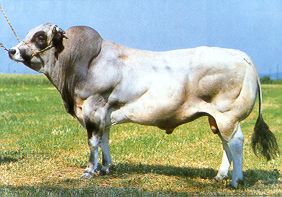 Razza Piemontese.jpg